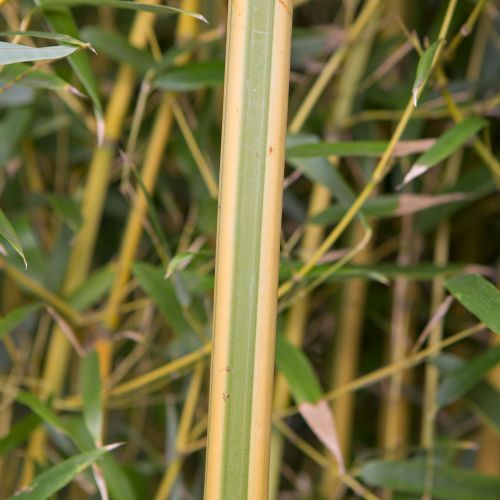 PHYLLOSTACHYS